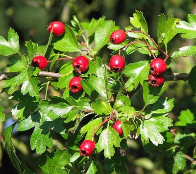 Campus Tree Foraging: Find Your Next Snack near You